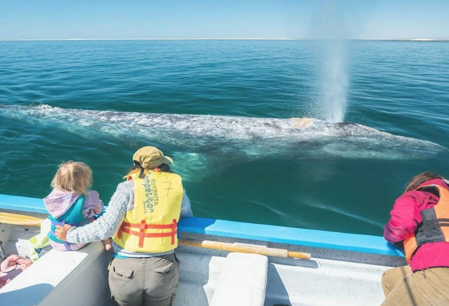 Two adults and one child observing a humpback whale from a boat in Los Cabos, Mexico.