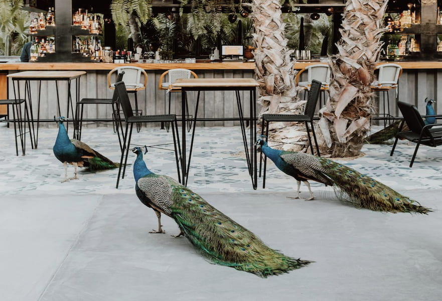 Four peacocks walking around the bar area in Acre Treehouse Hotel in Los Cabos, Mexico.
