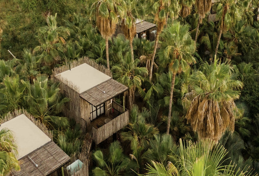 Three treehouses popping out of the palm tree area in Acre San José del Cabo, Mexico.