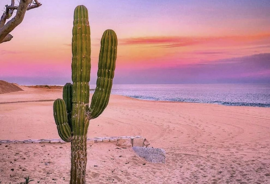 La Paz beach view during sunset with white soft sand, and a big cactus on the left side.
