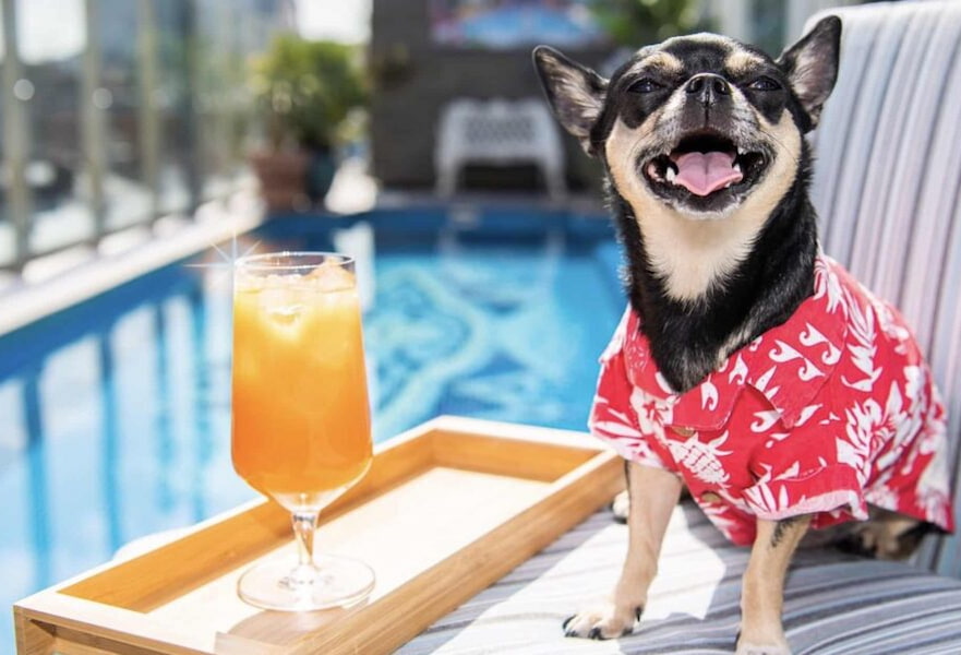 Black chihuahua dog happily seated in a chair with an orange juice on the side at Casa Dorada Los Cabos, Mexico.