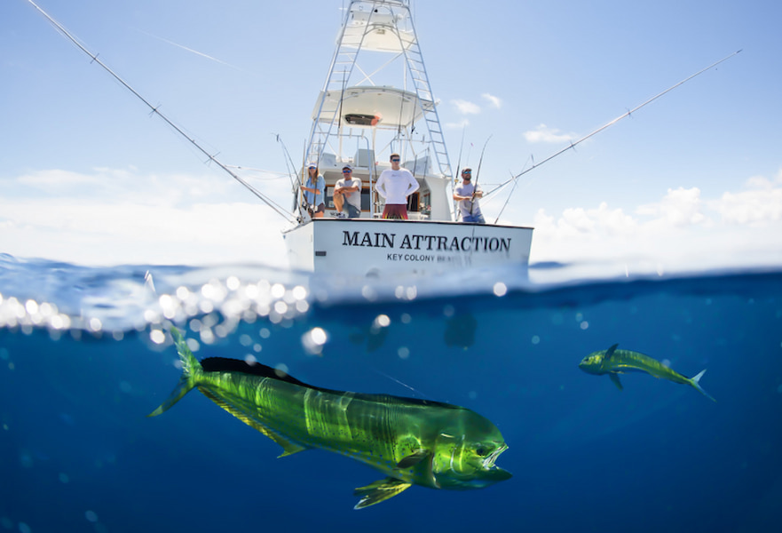 Fishing charter on the open sea with four people on board and two mahi mahi fish swimming underneath the boat in La Paz, Mexico.