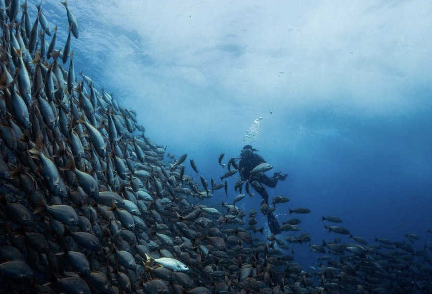 Scuba diver swimming around a big shoal of fish in Los Cabos, Mexico.