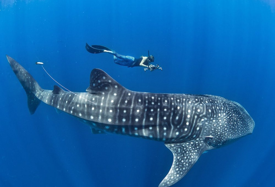 Snorkeling woman swimming next to a whale shark in Baja California Sur, Mexico.