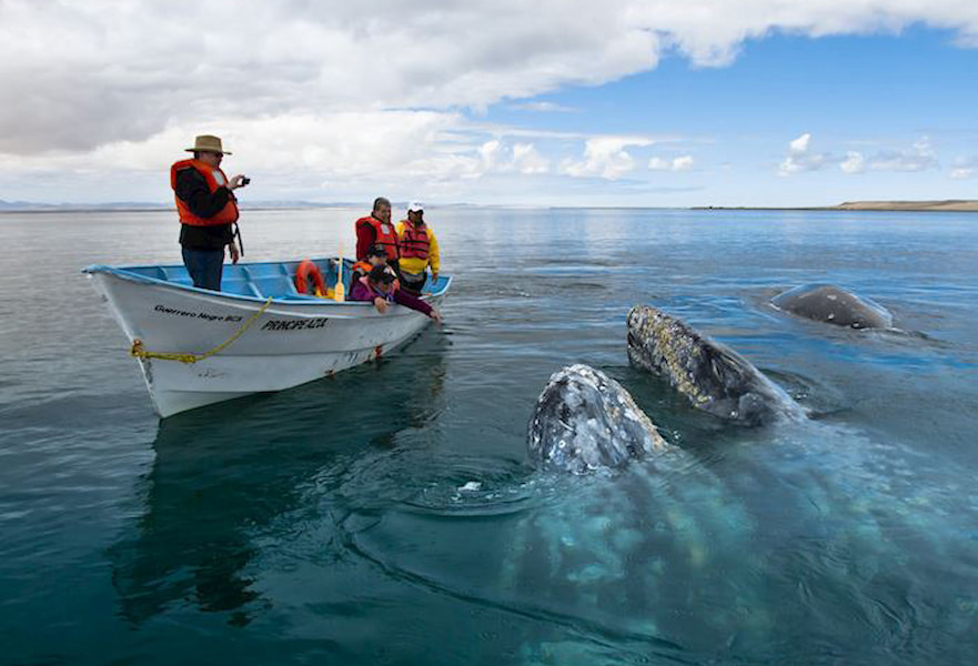 Three humpback whales peering out the ocean near a boat with 5 tourist in Los Cabos, Mexico.