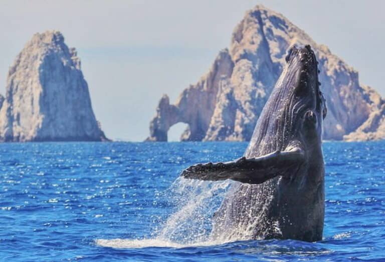 Whale Watching Los Cabos, Mexico Best Tours 2023 Baja California Sur