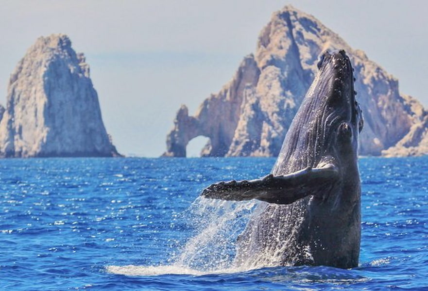 Humpback whale peering over the ocean in front of The Arc in Cabo San Lucas, Mexico.