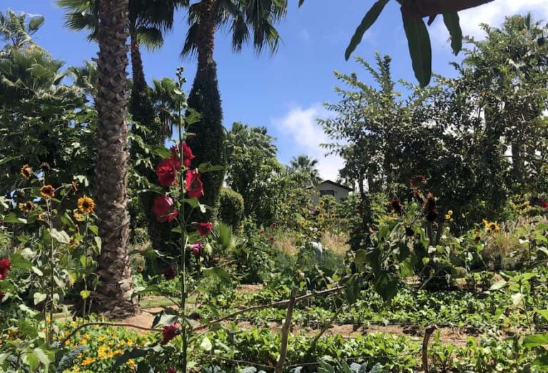 Flora Farms or ACRE Which is for you? Baja California Sur