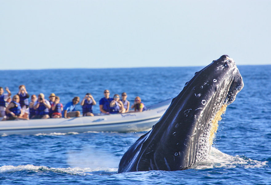 A humpback whale emerging from the ocean in front of a boat full of tourist in Los Cabos, Mexico.