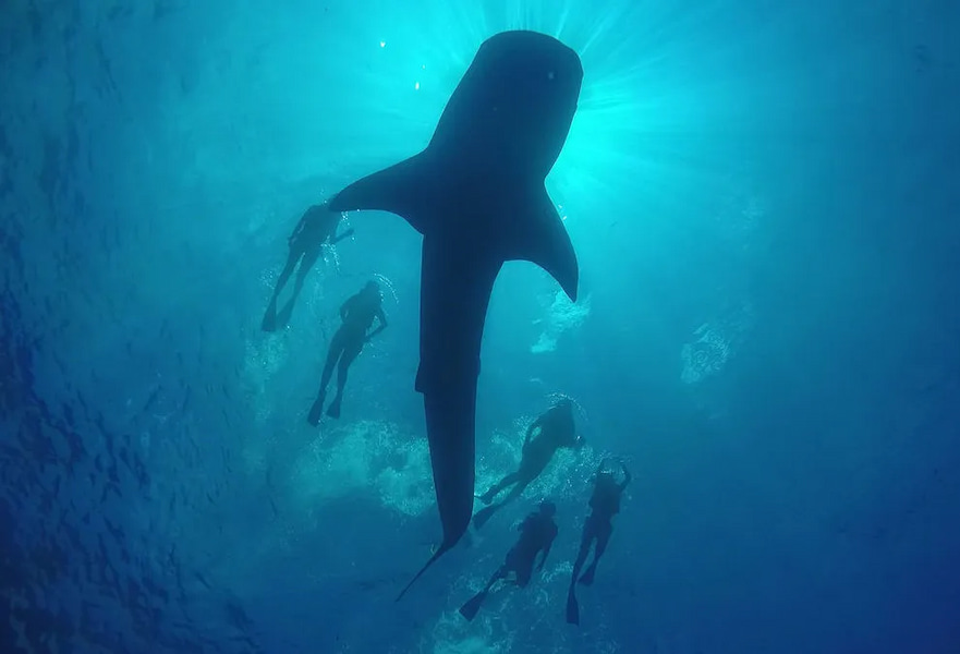 underwater view of one whale shark swimming in the middle of five people snorkeling on the surface