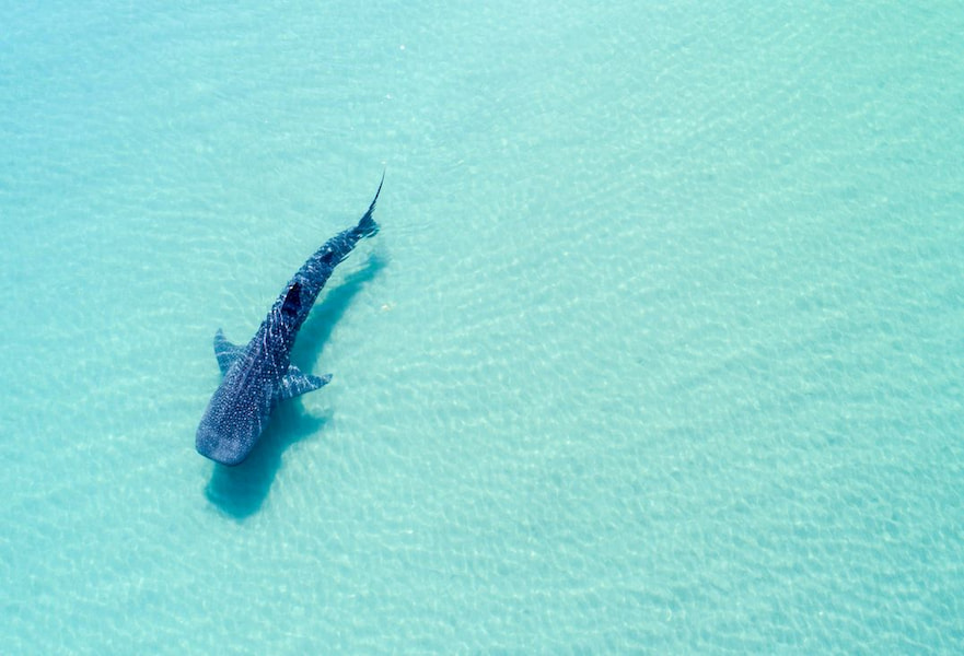 One whale shark view from above swimming in crystal clear blue waters