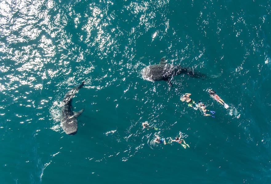 Two whale sharks swimming on the surface with six people near them, view from above