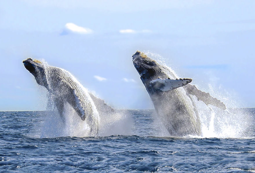 Fantastic shot of two humpback whales jumping out the ocean in Los Cabos, Mexico.