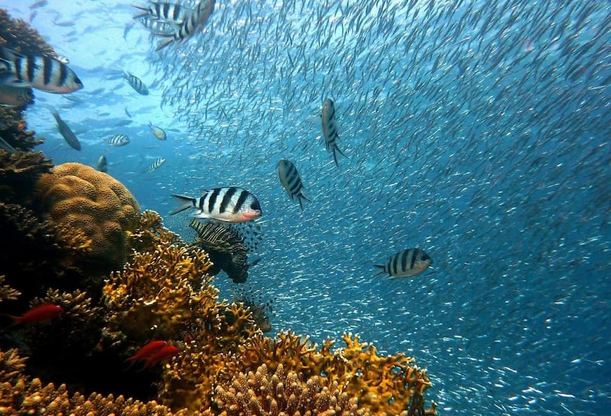 Cabo Pulmo marine life, yellow coral reef with different types of fish schools, BCS, Mexico.