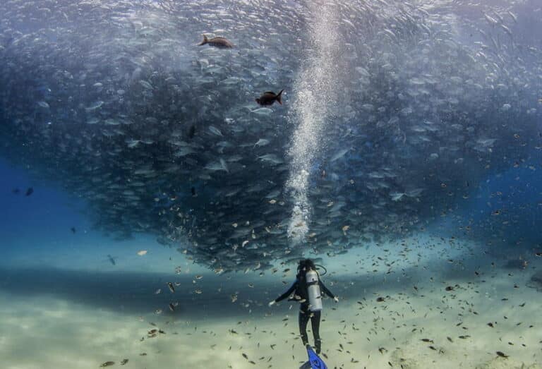Cabo Pulmo Diving in BCS, Mexico, scuba diver witnessing a fish tornado underwater.