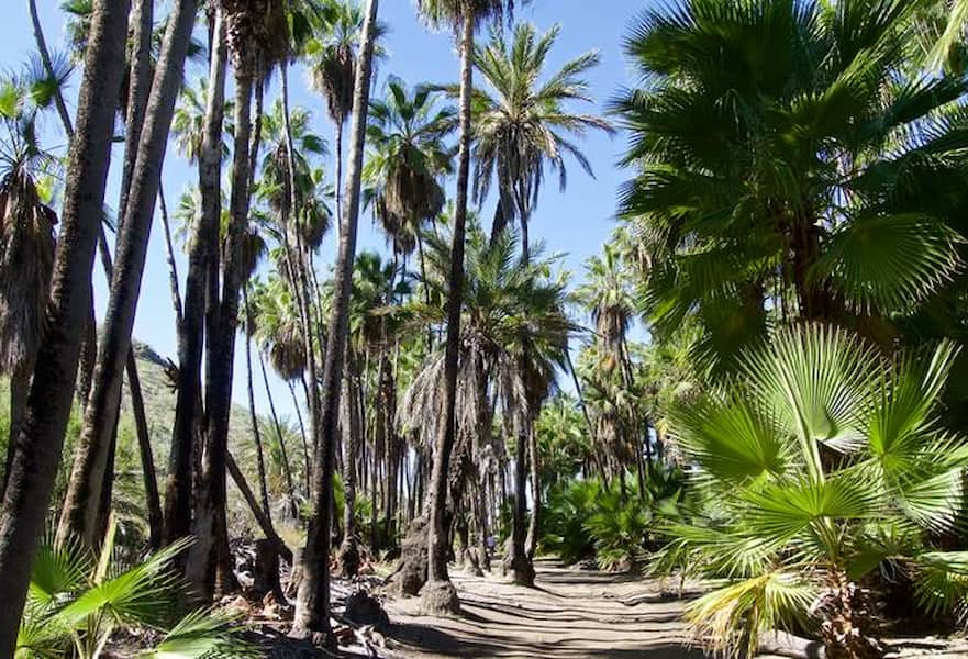 Las Palmas Beach (San Pedro Beach) entrance with palm tree setting in Todos Santos, BCS, Mexico