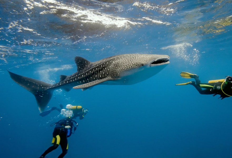 Whale Shark swimming with two three divers, La Paz, BCS, Mexico