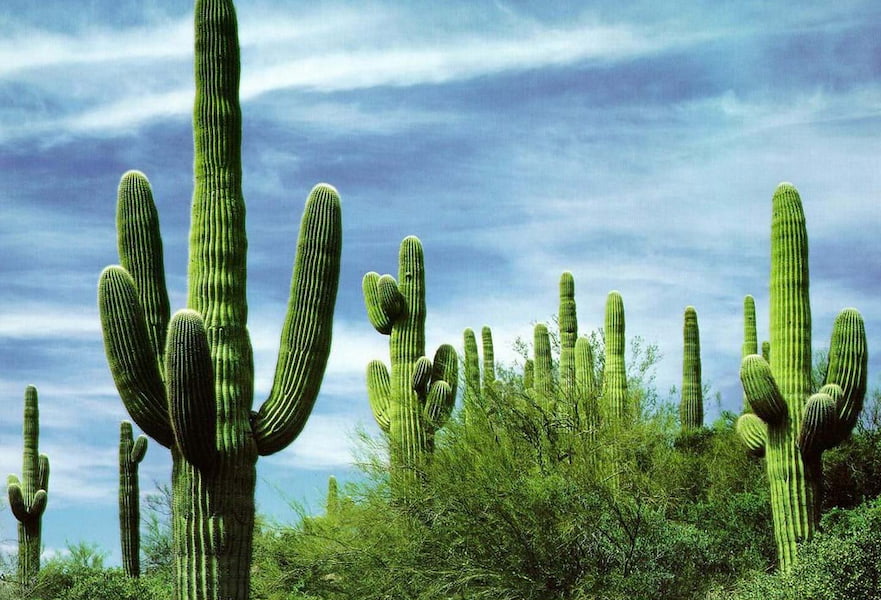 Cactus Sanctuary located near the city of La Paz, BCS, Mexico