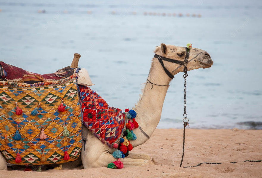 camel tour los cabos