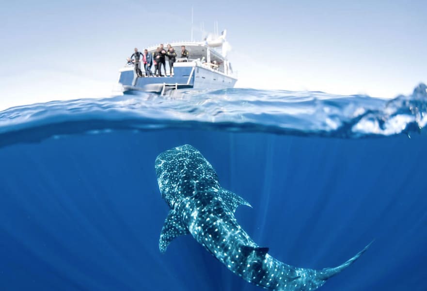 Majestic whale shark gracefully swims alongside a boat with several divers in La Paz BCS