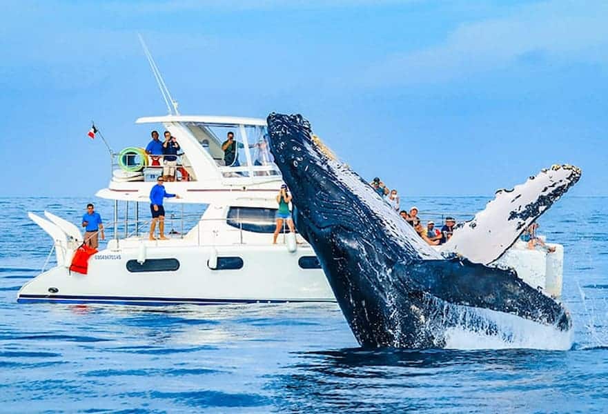 Whale jumping out the water near a luxury catamaran in Los Cabos Mexico