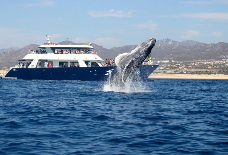 Playful whale popping out in front of big cruise with passengers at Los Cabos Mexico