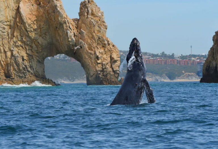 Humpback whale surfacing beside a small boat near the Arch in Cabo San Lucas